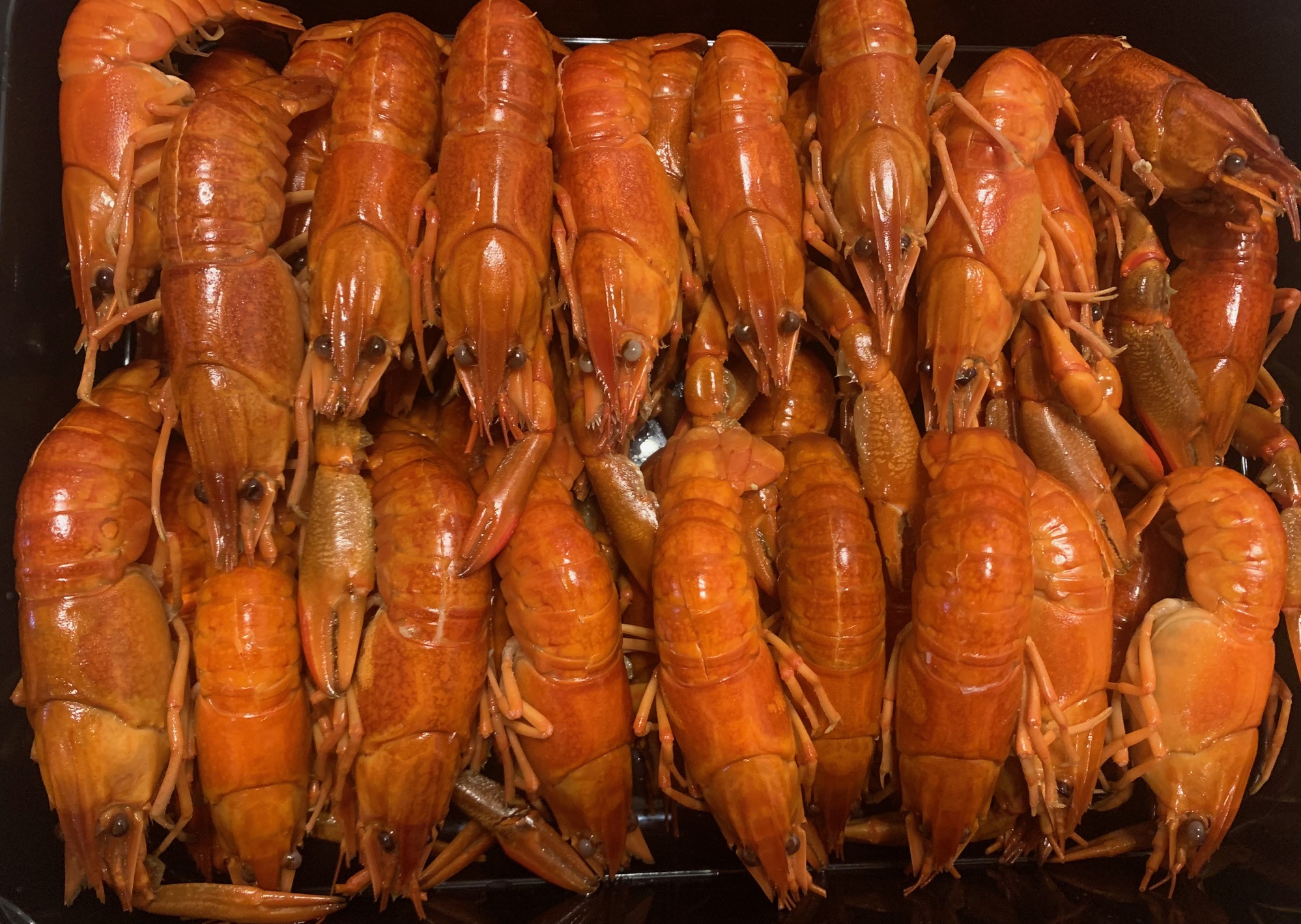 Fresh Australian Red Claw Crayfish for sale - organic and sustainably farmed